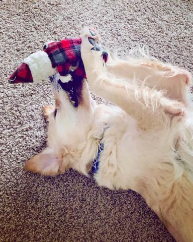 So close to good, but naughty list it is! Still cute though…