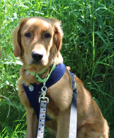 Wyatt is double leashed when outside for safety as he spooks easily.