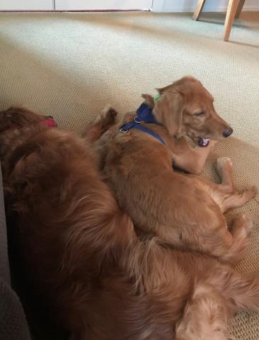 Wyatt snuggling up with foster brother Hogan