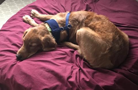 Wyatt has discovered dog beds are pretty comfy