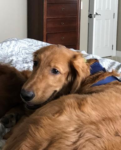 But human beds are the comfiest