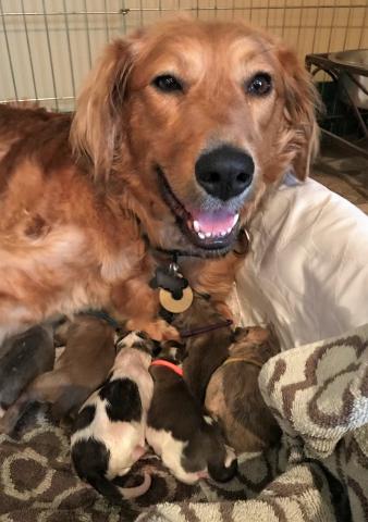 Momma Ava with a few of her puppies the day she gave birth. It was hard work but she did great.