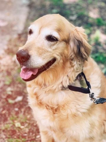 Bailey 19-145