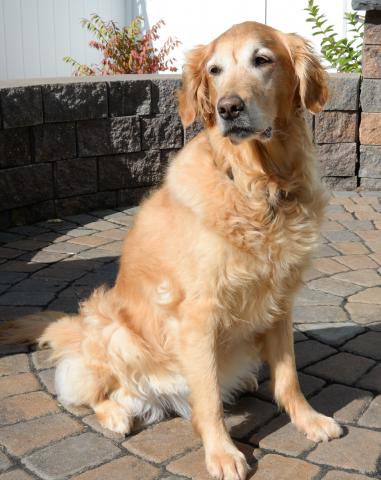 Bailey 19-145