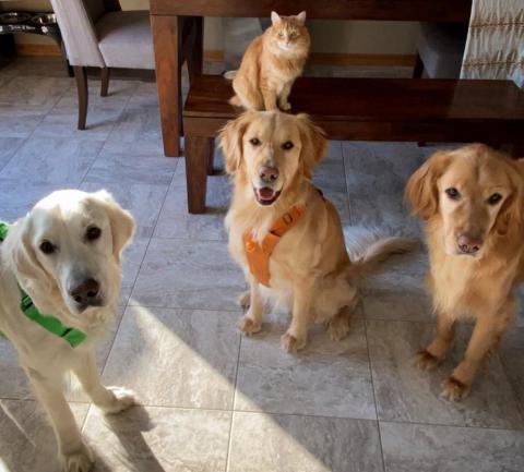 Barkley (left) with his new cat sister and Golden brothers.