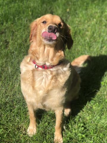 Daisy 19-086