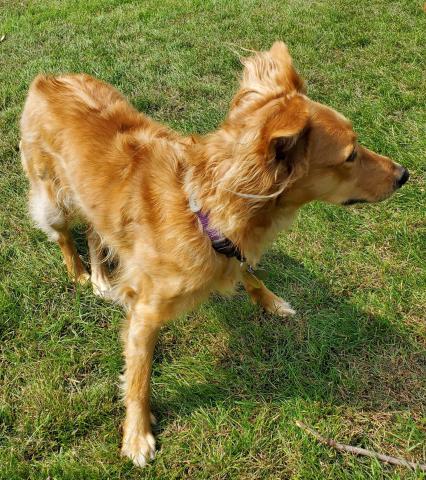 I love this yard! When I'm outside, I can prance around for hours! I love this yard! When I'm outside, I can prance around for hours!