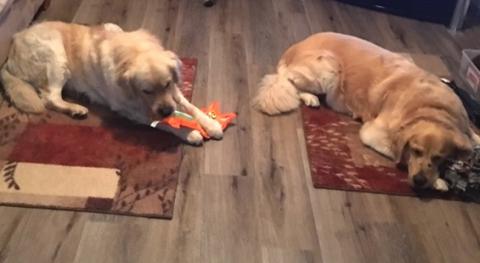 Evee (left) chilling with resident dog Cooper.