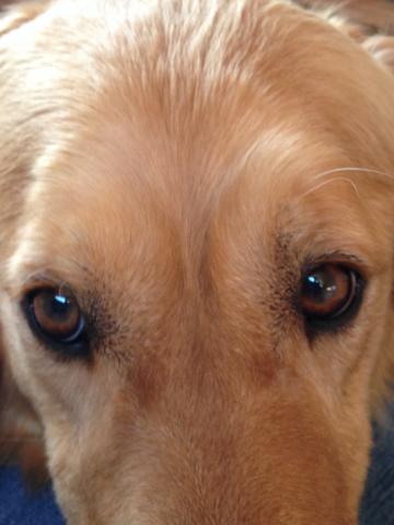 Halo has beautiful eyes.