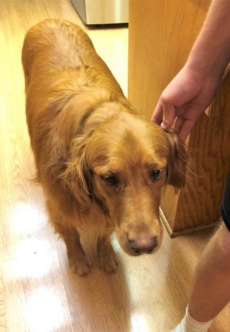 My son petting Harley in the kitchen after one of their walks in the park. 