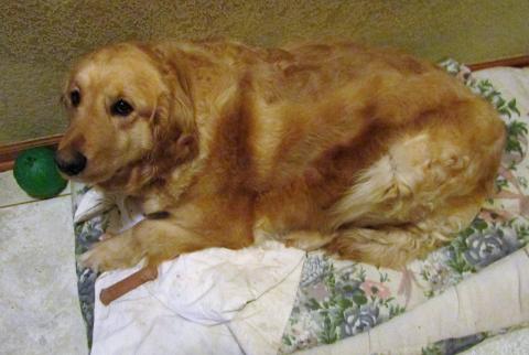 This is where I like to lay a lot.