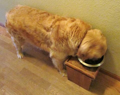 Here I am enjoying my supper. You can see the hair down my back has grown back in. Good loving, good food, and salmon oil helped.