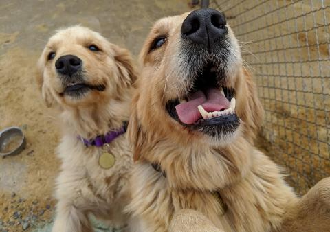 Lottie with Liberty, another dog rescued by RAGOM.