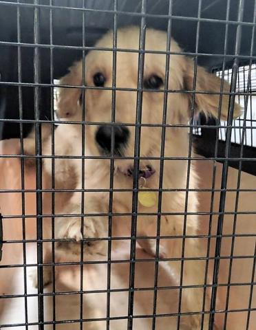 In her kennel at the Beijing airport.