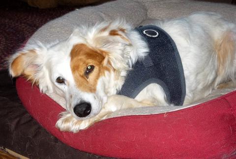 Sadie would love to meet you.