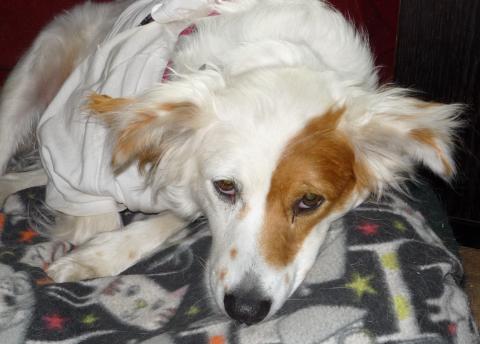 Sadie 19-030