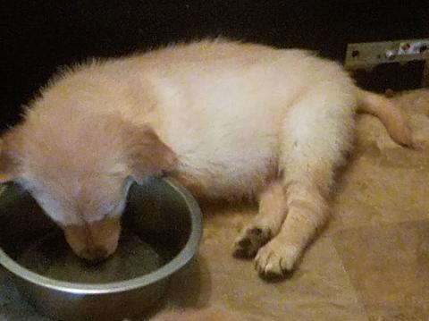 Sweet William fell asleep in his food bowl.