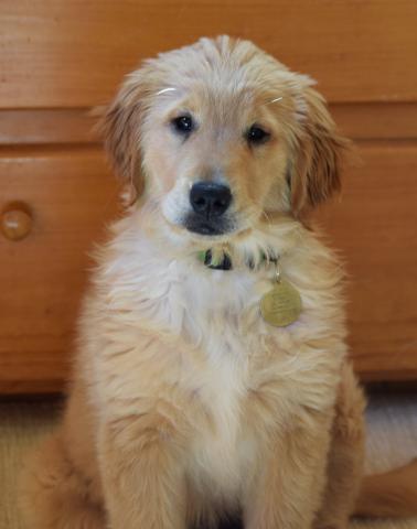 See how good I “sit” and wait for my treat.