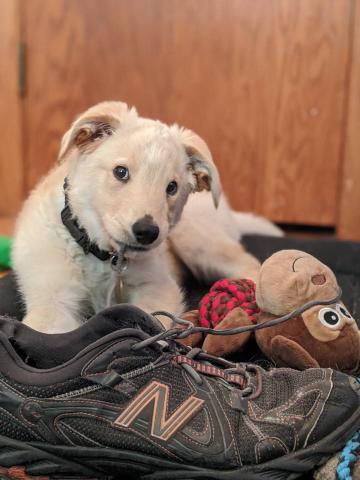 So… you’re saying shoes aren’t chew toys?