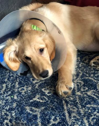 Jemma following her spay surgery.