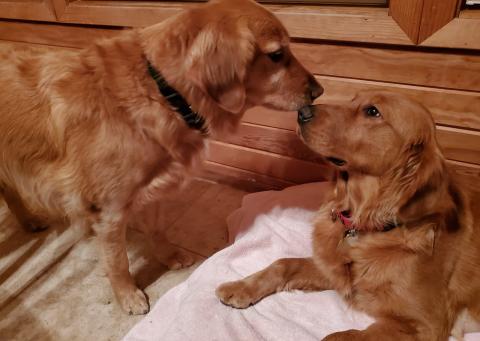 Resident dog Hadley gives Kyra (right) a sniff of approval after Kyra's trip to the groomer.