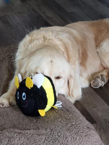 Another favorite toy.