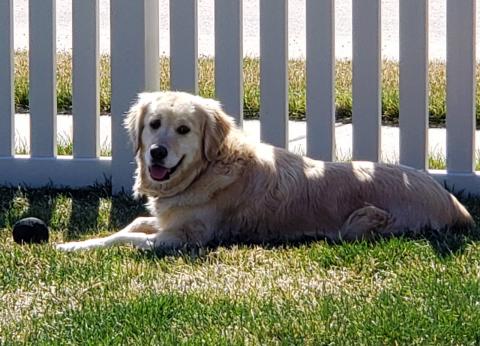 Just chillin' in the yard