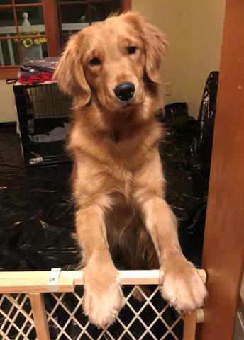 Curious Nadia in quarantine wants to be part of the pack.
