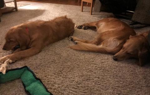 Nadia hanging with her Golden brothers.