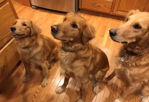 Small Nadia with her regular- and grande-sized Golden brothers, waiting patiently for a treat.