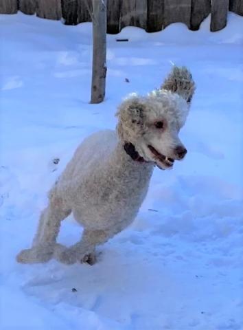 Princess is a graceful and athletic dog.