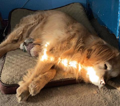 Little “Miss Belle of the Ball” always knows how to find her light, even when she's snoozing.