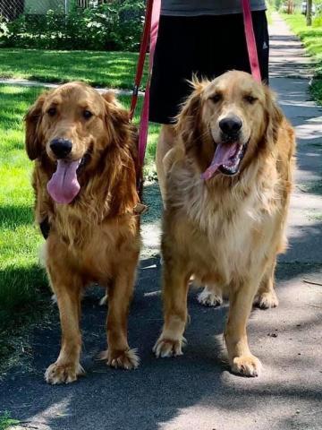 Yukon (right) with brother, Russet.