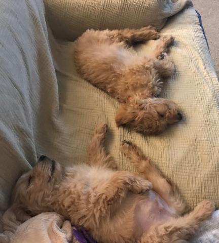 Louie (bottom) resting after an active day.
