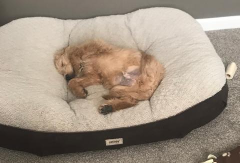 Napping in foster brother's big bed.