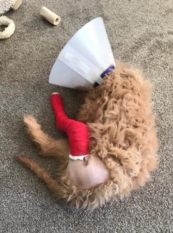Louie two days post-op.
