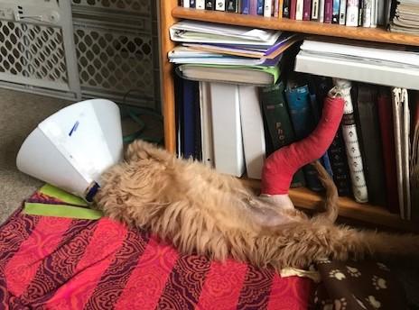Louie five days post-op, relaxing while Foster Mom works.