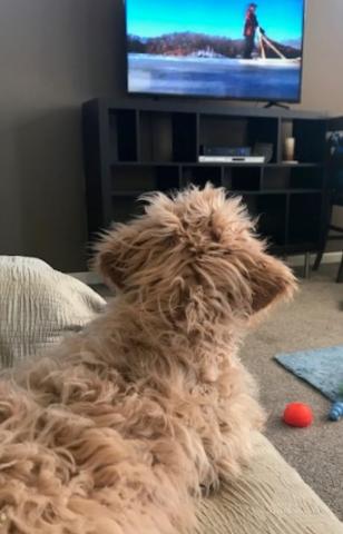 Day 10 post-op, watching TV after his physical therapy session.