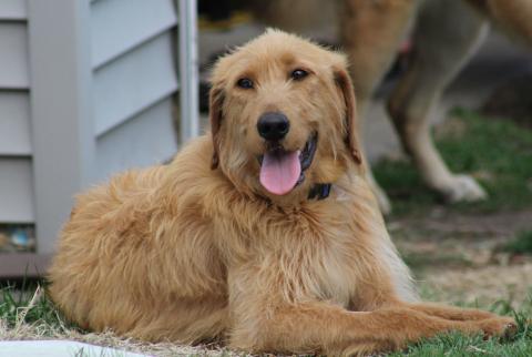 Phoebe 21-061A