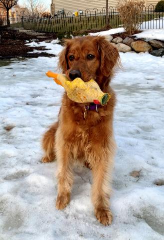 Sadie 21-040