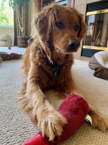 Sadie's favorite toy