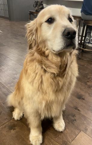 Shep sitting nicely for a picture.