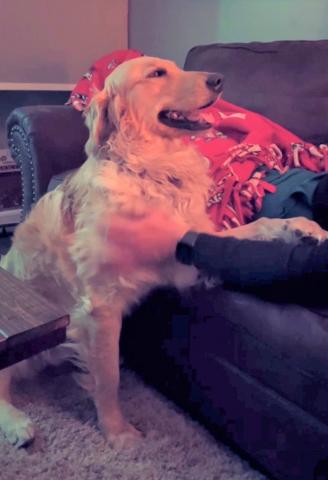 Winston gaining confidence and asking for pets from Foster Dad.