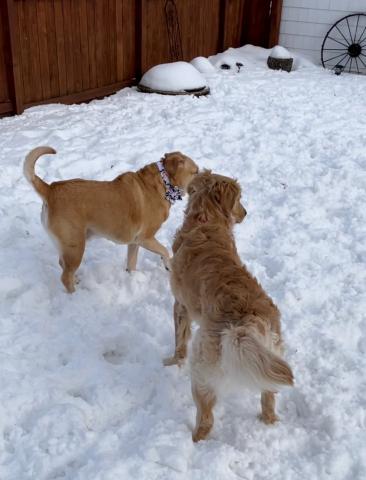 Winston playing with cousin dog in his fenced-in backyard.
