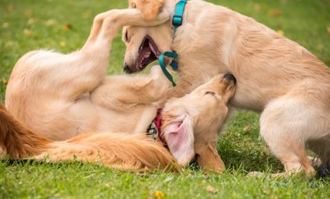 Adopting a puppy requires considerable time, patience, and energy. Adopting a puppy requires considerable time, patience, and energy.