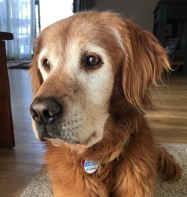 A senior dog, given patience and love, is priceless. A senior dog, given patience and love, is priceless.