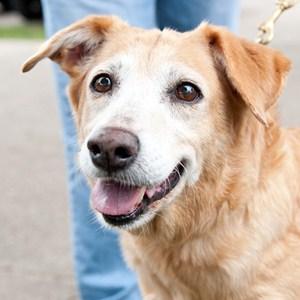 Your donation will be matched in memory of Addie.