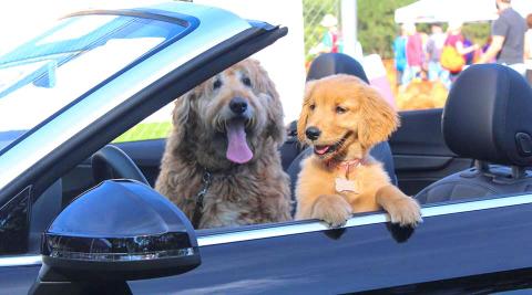 Goldie and Norah (45 votes)