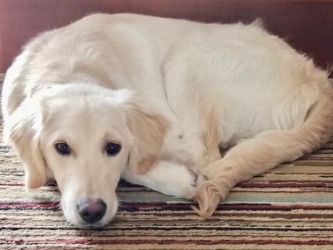Leo (formerly Reuben 17-273)