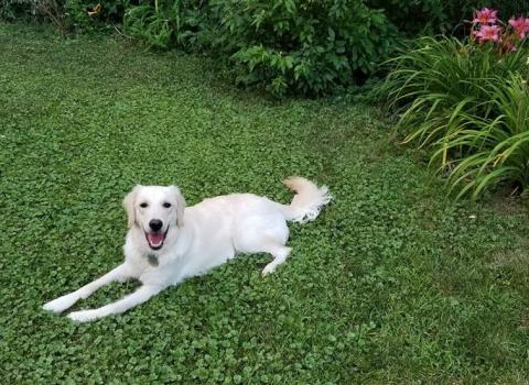 Leo (formerly Reuben 17-273)